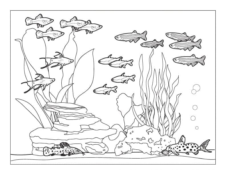 Poissons dans l’aquarium coloring page