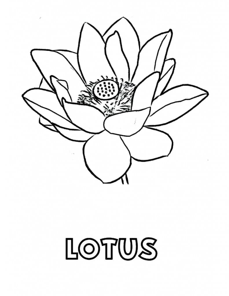 Coloriage Très Belle Fleur de Lotus