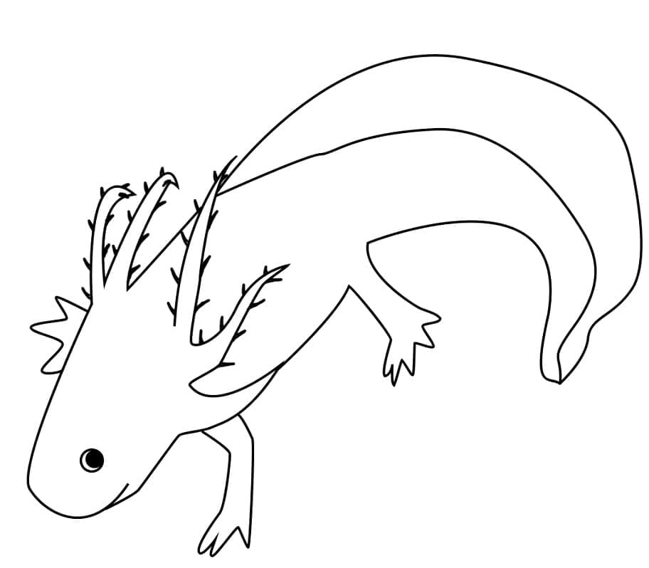 Un Axolotl Qui Nage coloring page