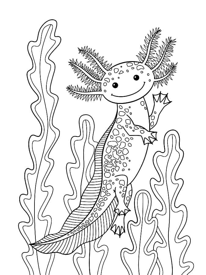 Coloriage Axolotl
