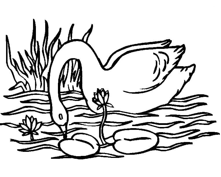 Cygne 1 coloring page