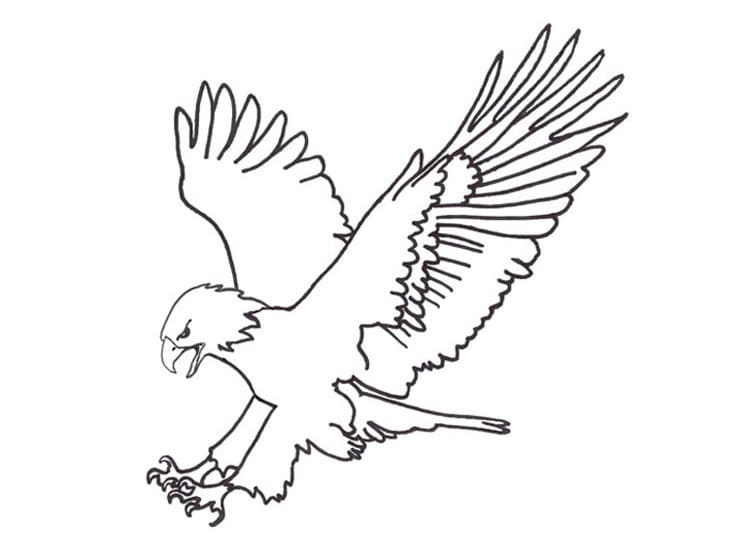 Coloriage Image d'aigle