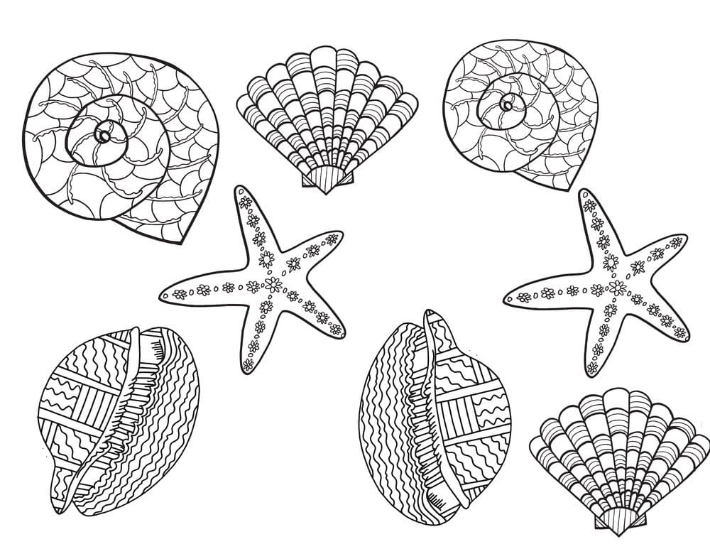 Beaux Coquillages coloring page