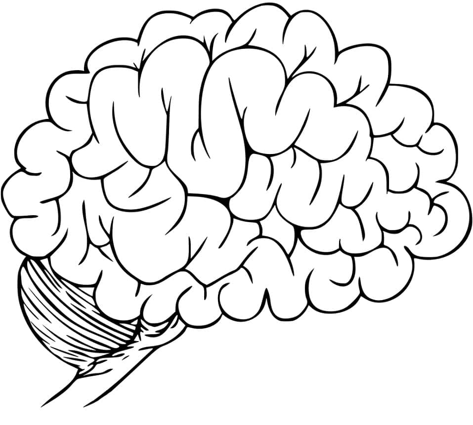 Cerveau Humain 4 coloring page