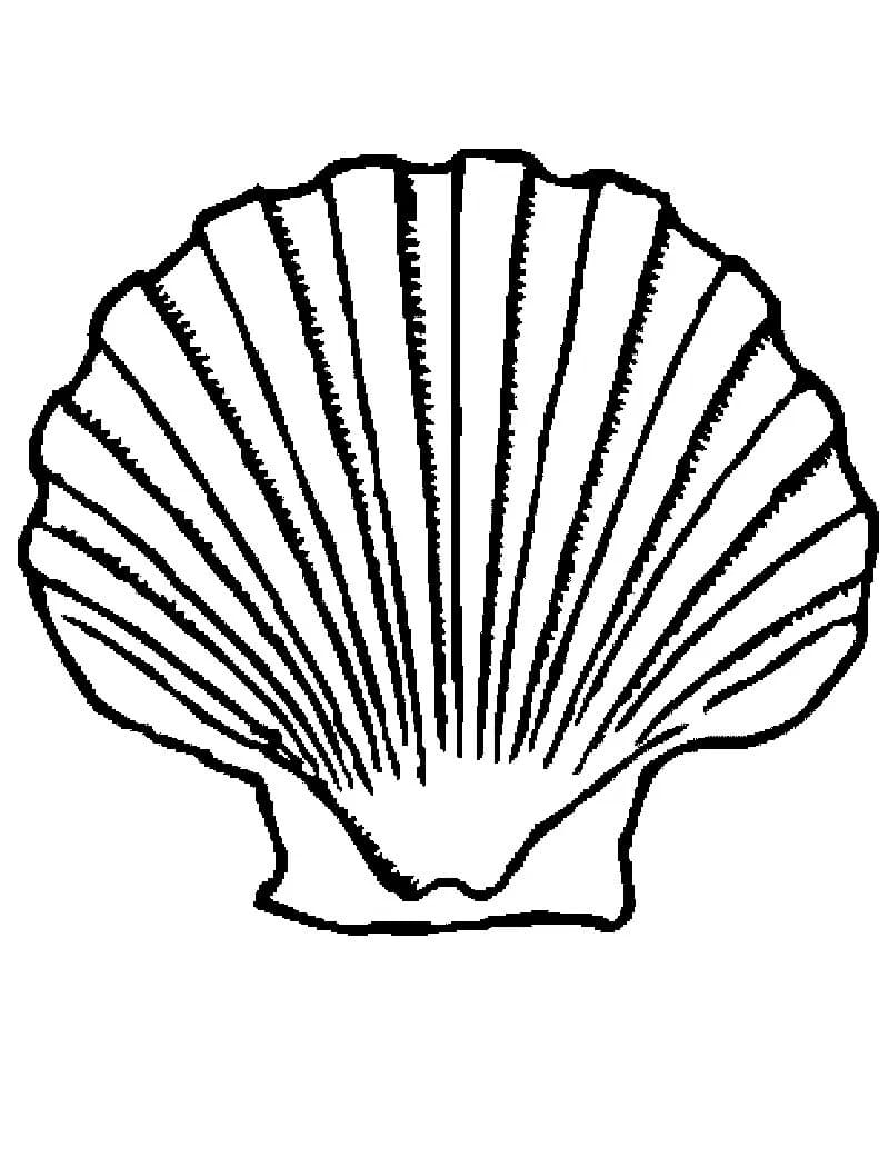 Coquillage de Base coloring page