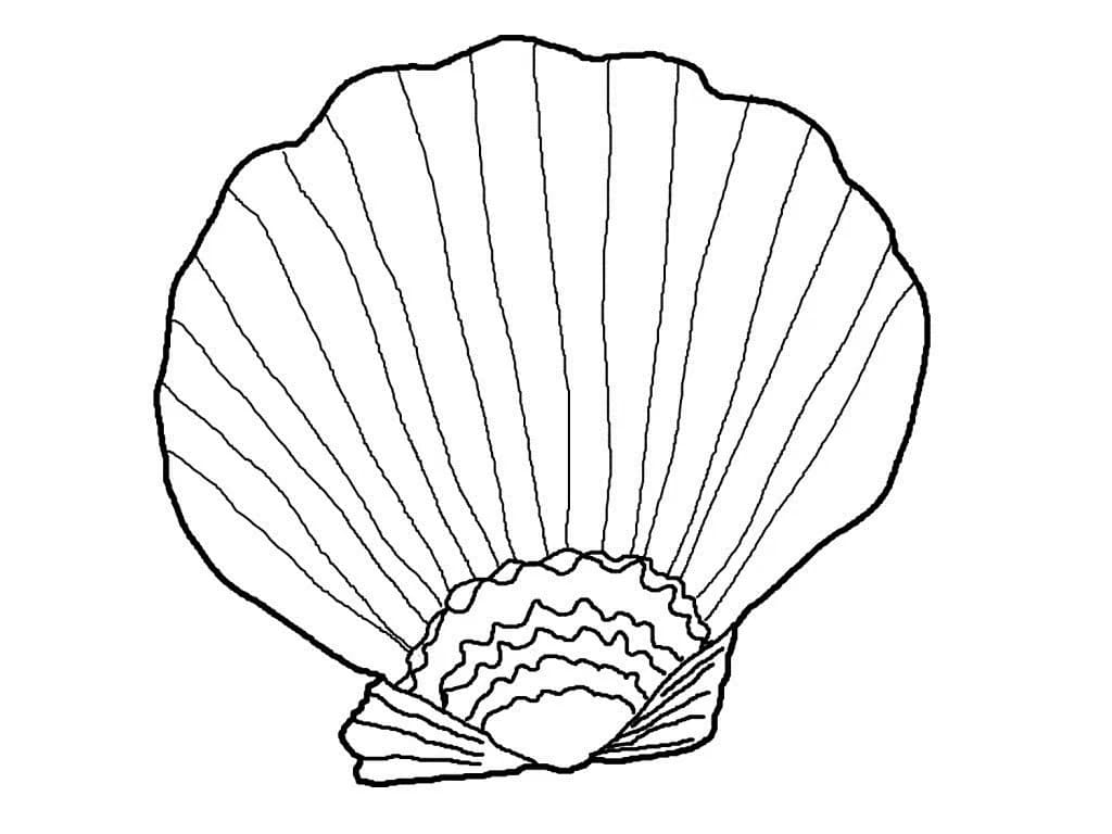 Coquillage Gratuit coloring page