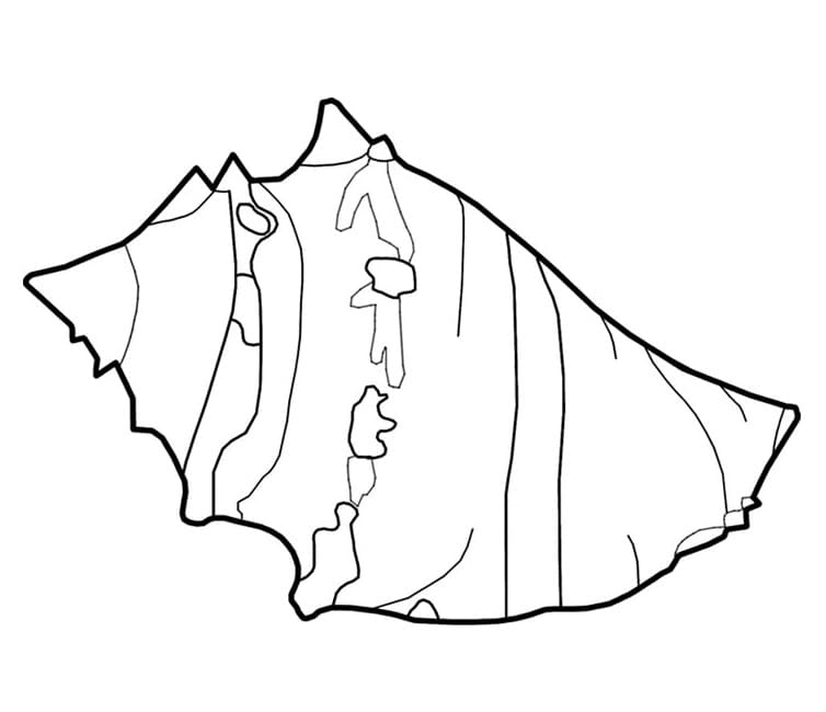 Coquillage Parfait coloring page