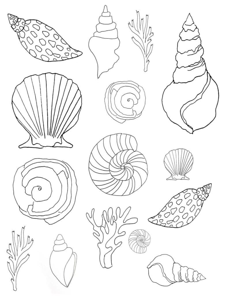 Coquillages Gratuits coloring page