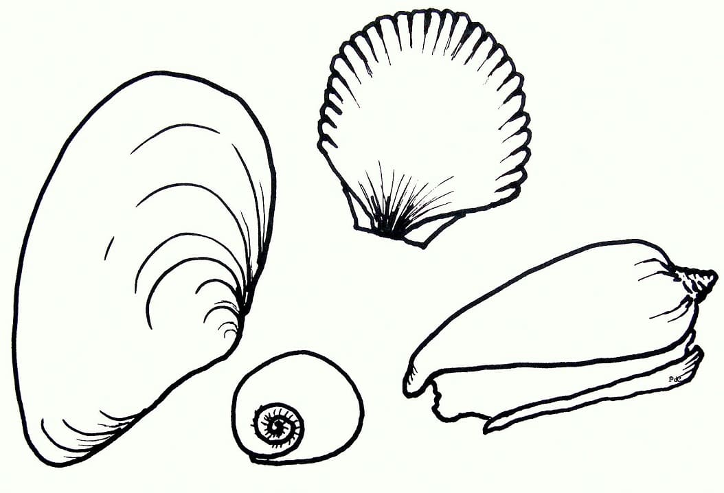 Coquillages coloring page
