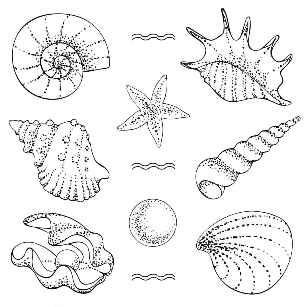 Différents Coquillages coloring page