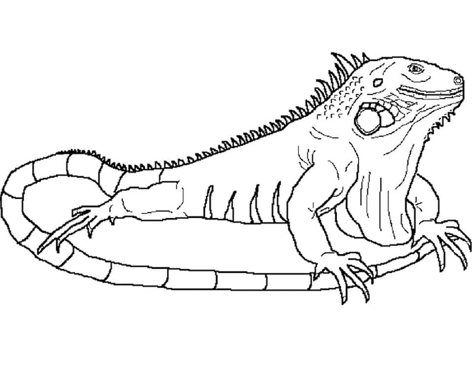 Grand Iguane coloring page