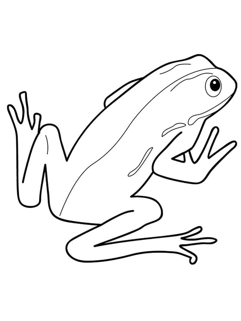 Coloriage Grenouille Normale