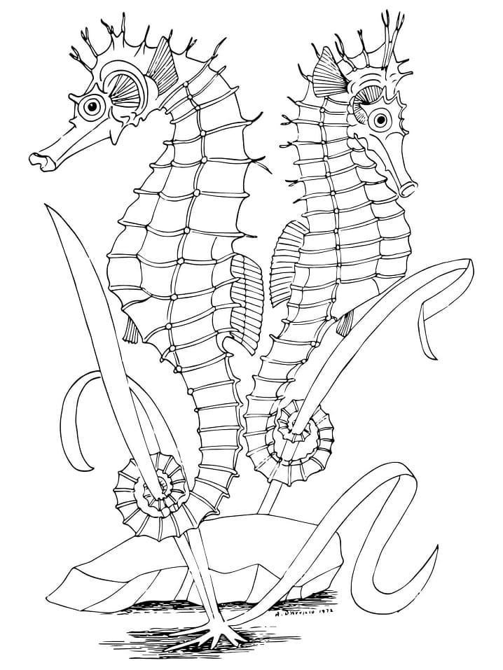 Coloriage Hippocampes