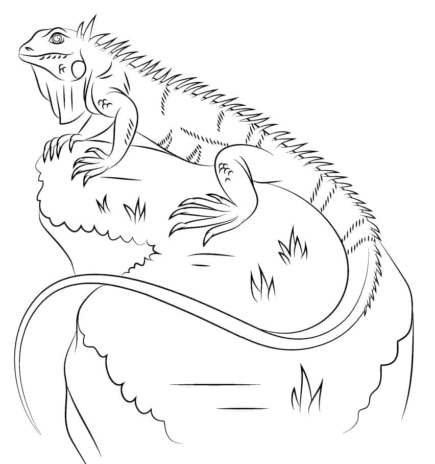 Iguane Sur un Rocher coloring page