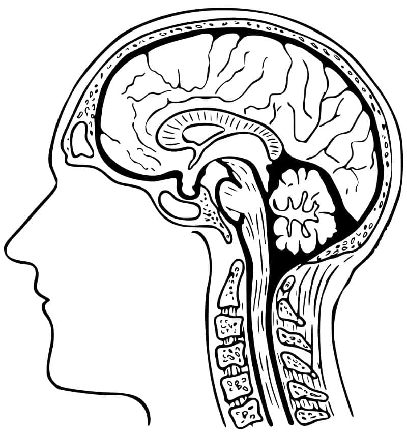 Coloriage Image du Cerveau Humain