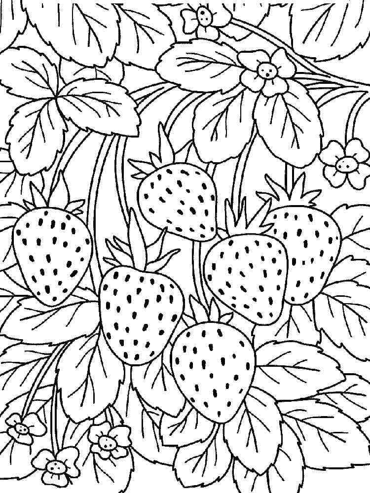 Plante de Fraise coloring page