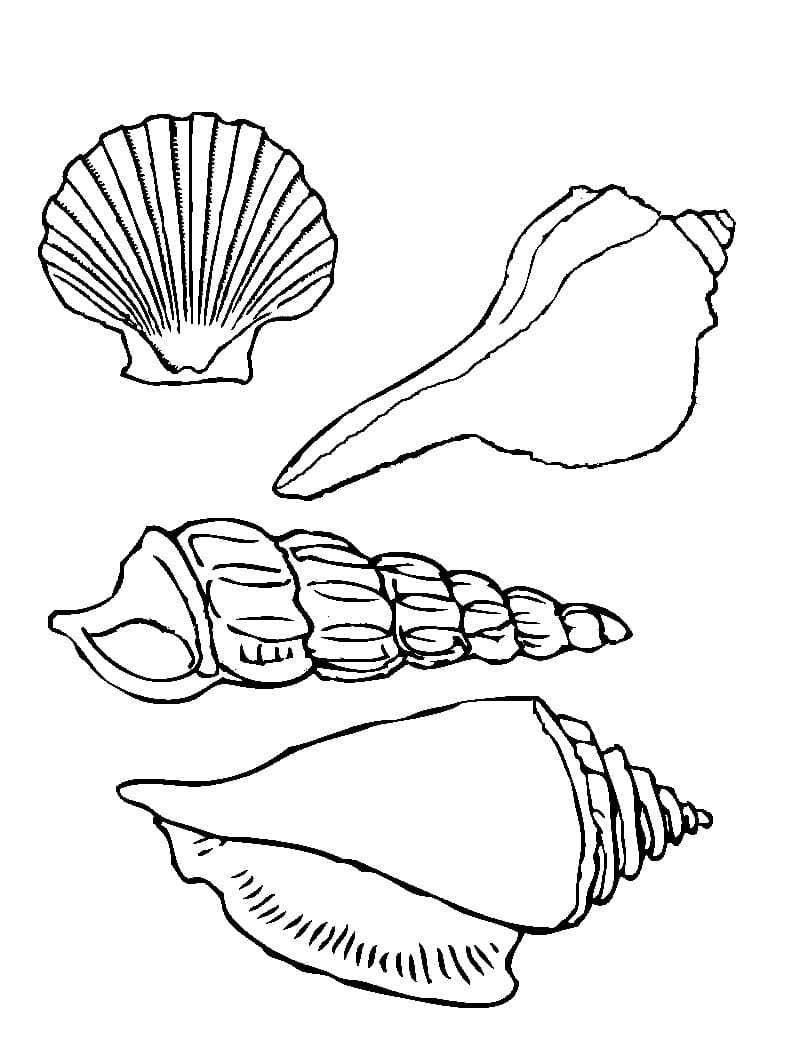 Quatre Coquillages coloring page