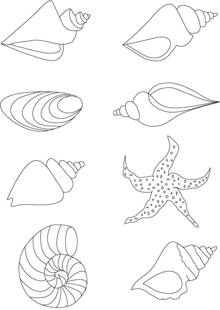 Types de Coquillages coloring page