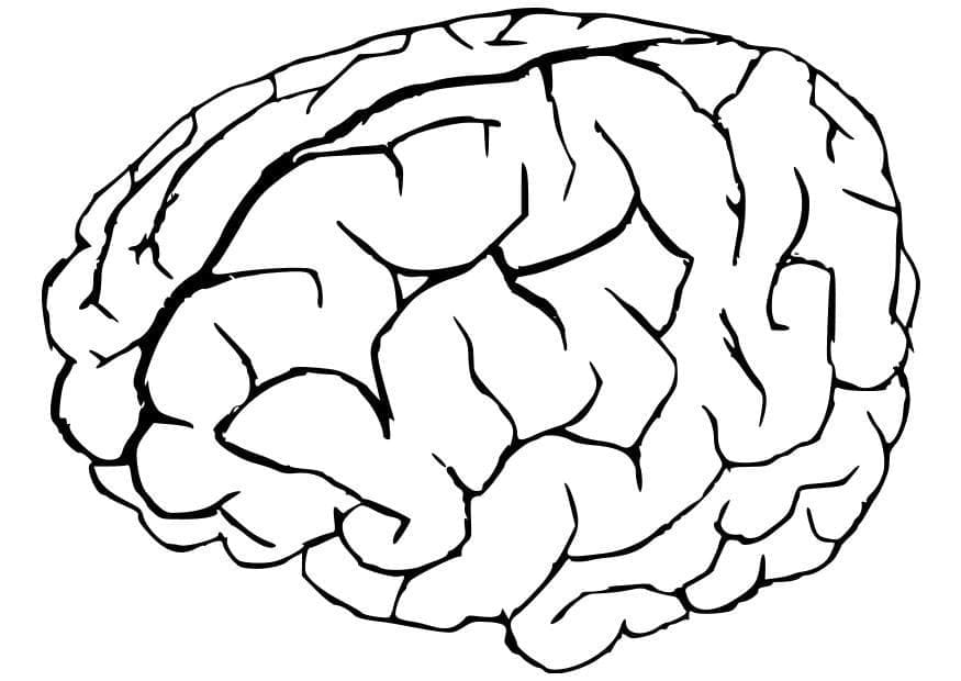 Un Cerveau Humain coloring page