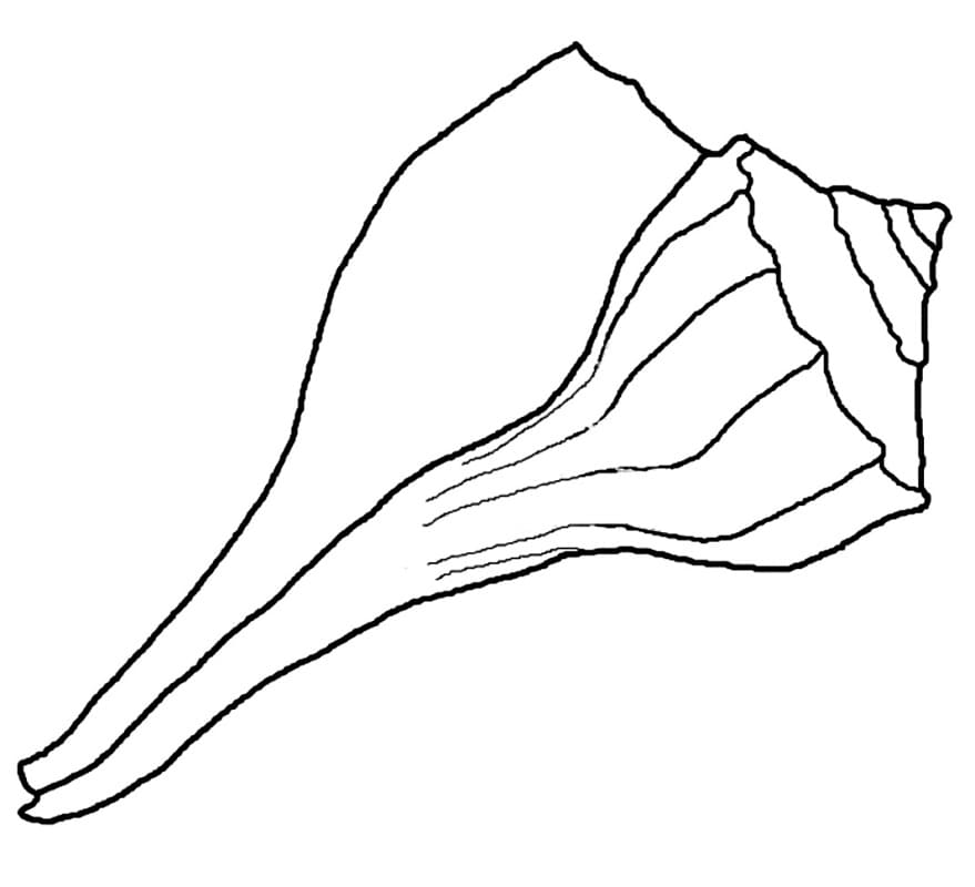 Une Coquille coloring page