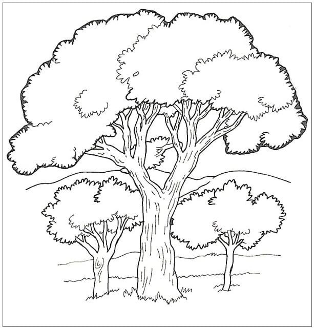 Coloriage Arbres Forestiers