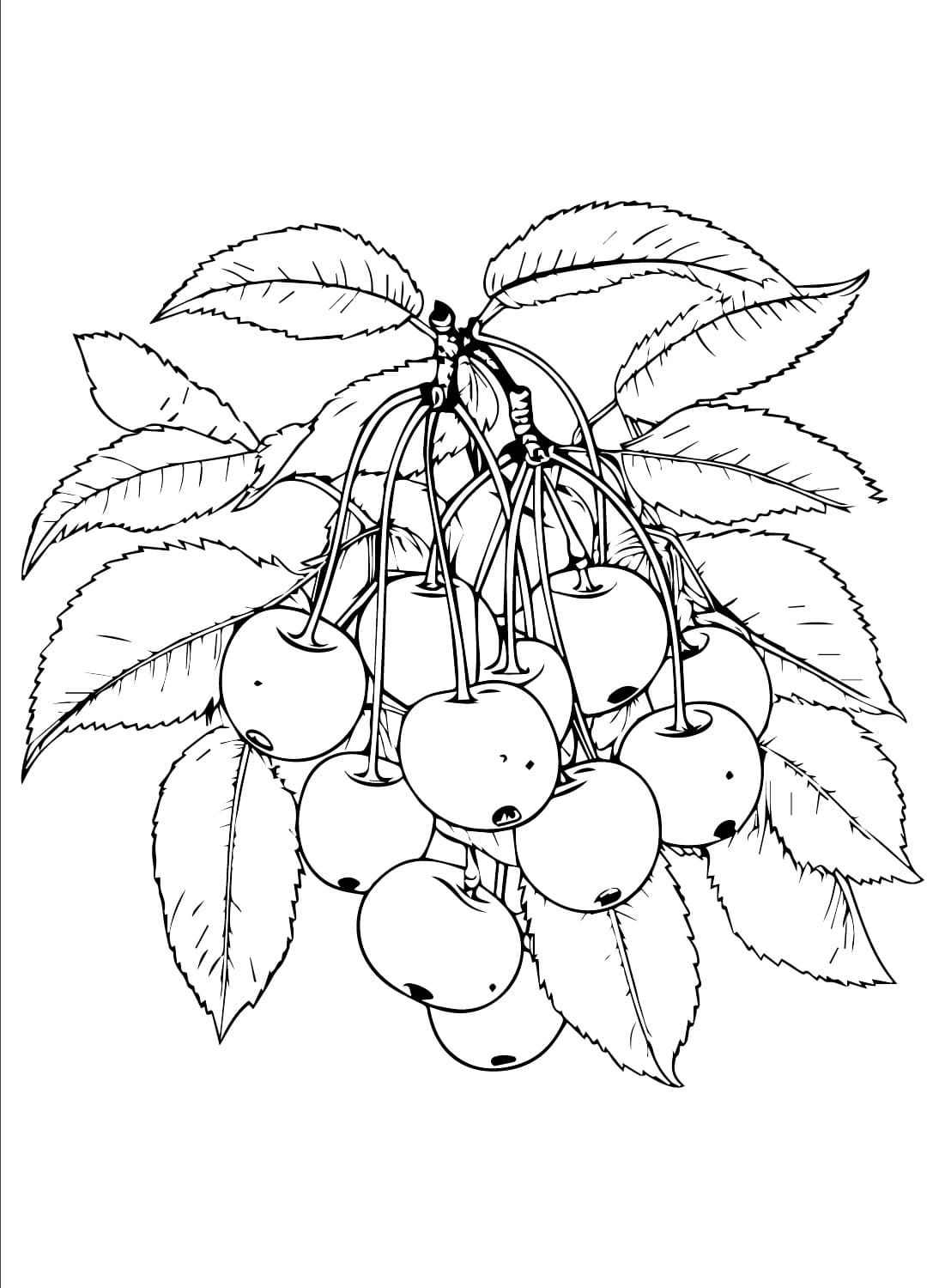 Branche de Cerisier coloring page