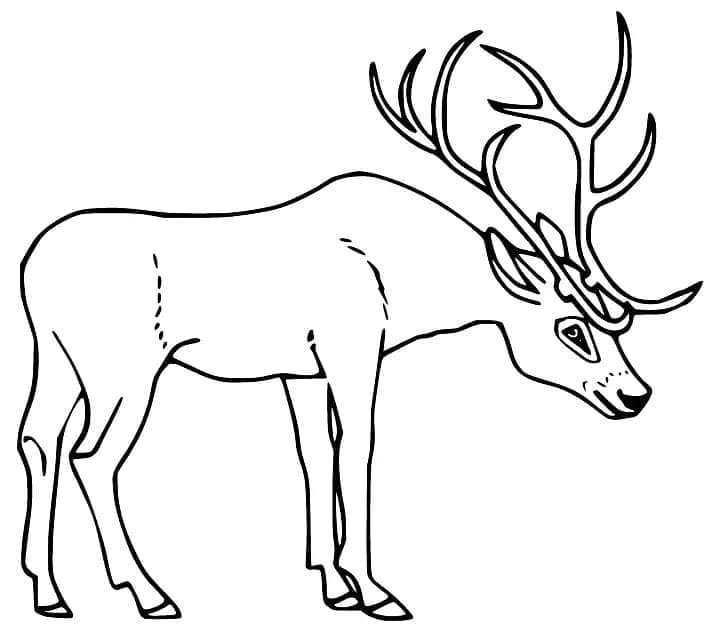 Cerf 1 coloring page