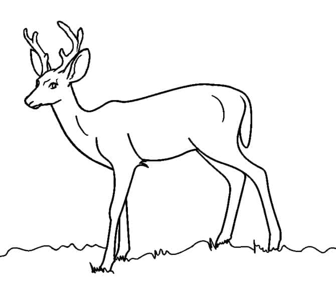 Cerf 2 coloring page