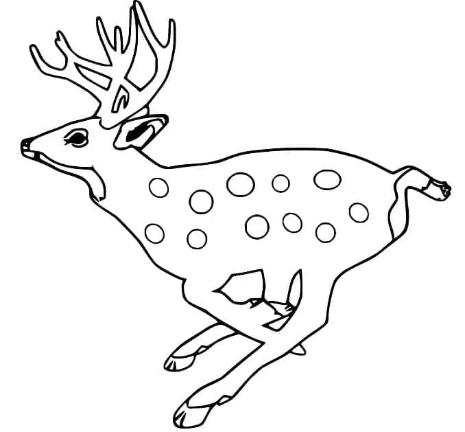 Cerf Courant coloring page