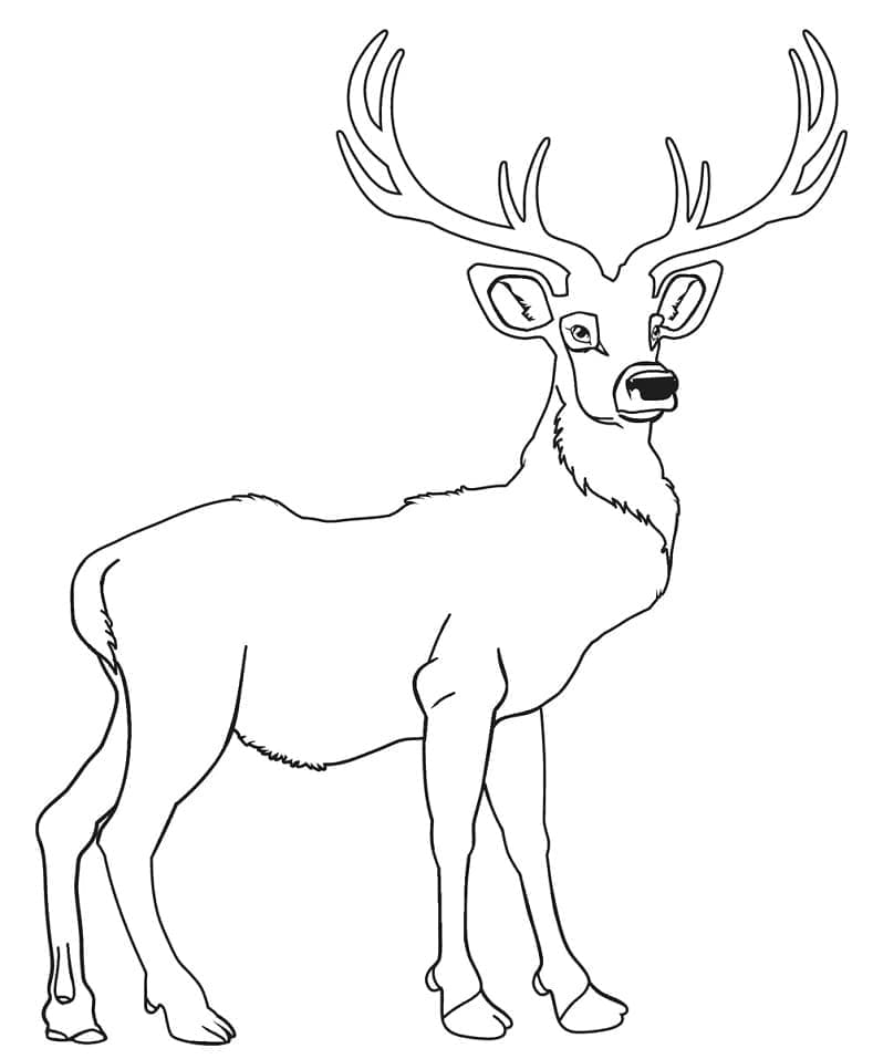 Cerf Fier coloring page