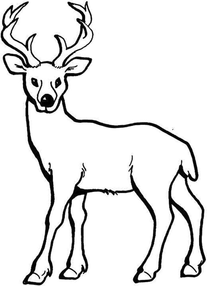 Cerf Normal coloring page
