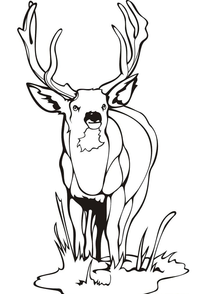 Cerf Sauvage coloring page