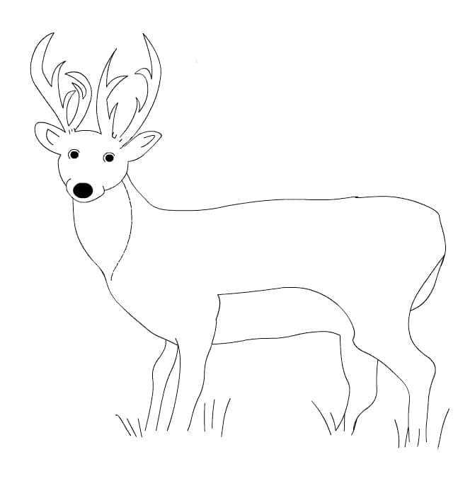 Cerf Simple coloring page