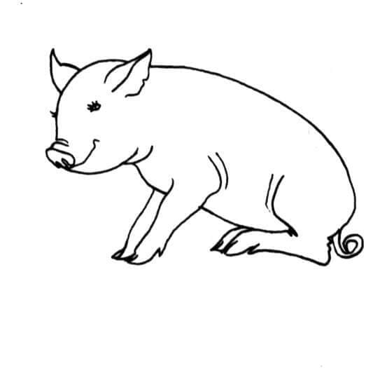 Coloriage Cochon Assis