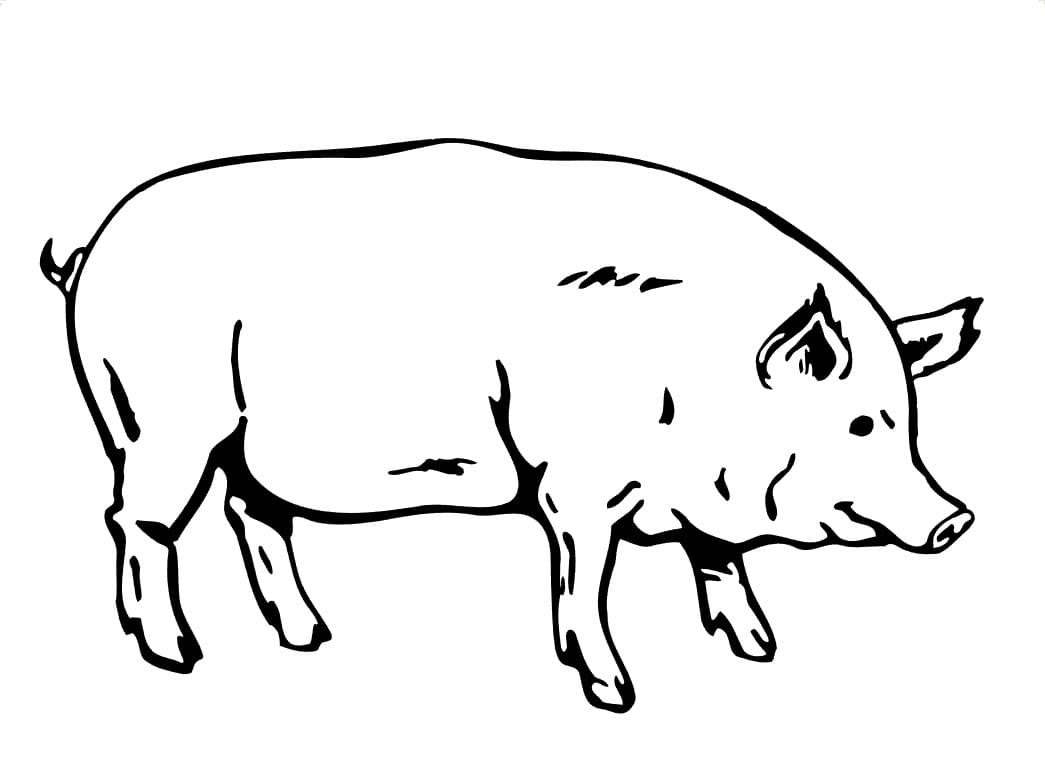Cochon Pour les Enfants coloring page
