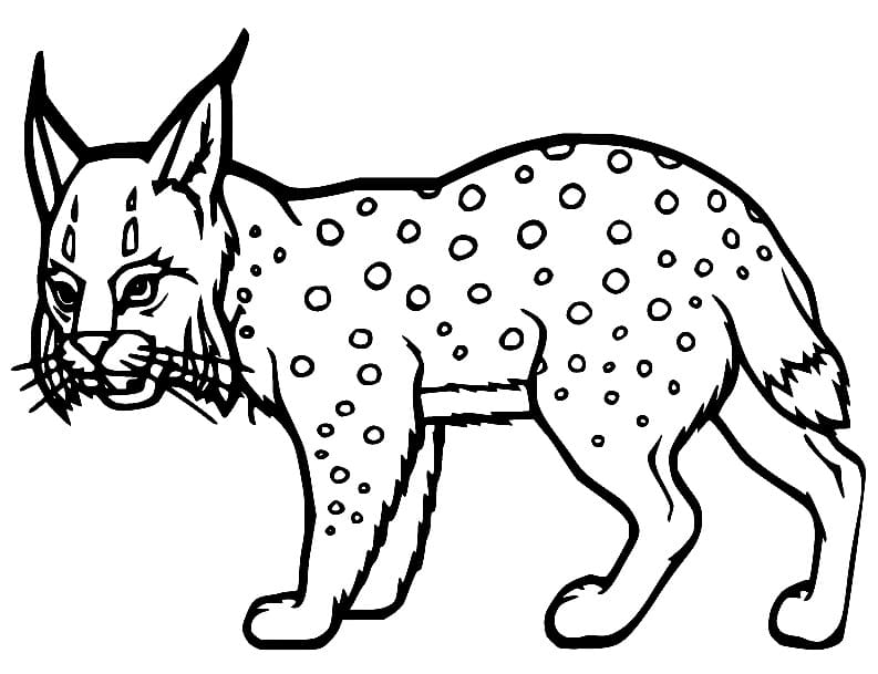 Coloriage Dessin de Lynx