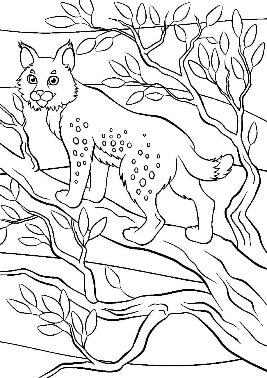 Coloriage Dessin Gratuit de Lynx