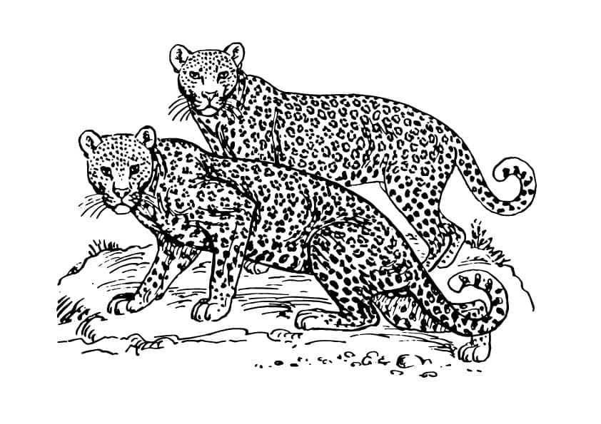Deux Léopards coloring page