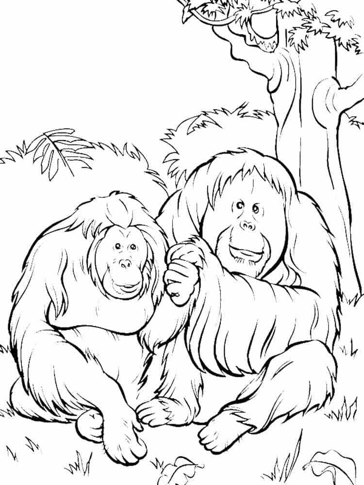 Deux Orangs-outans coloring page