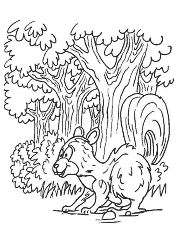 Coloriage Écureuil dans la Forêt