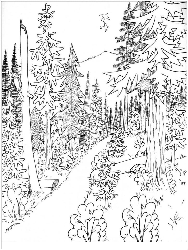 Coloriage Forêt Majestueuse