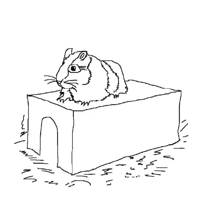 Hamster Gratuit Pour les Enfants coloring page