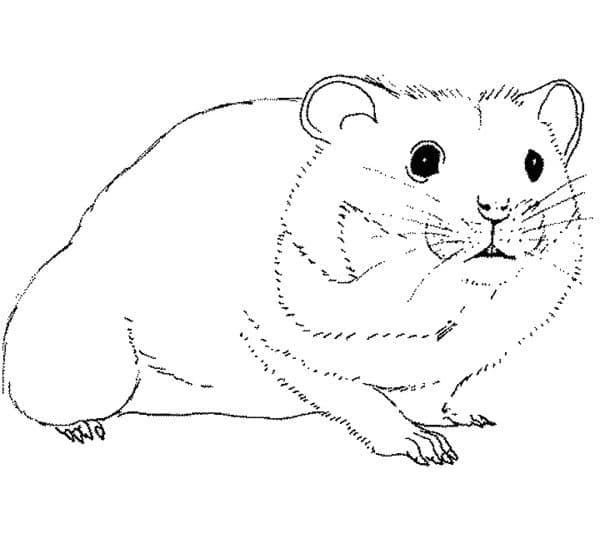 Hamster Réaliste coloring page