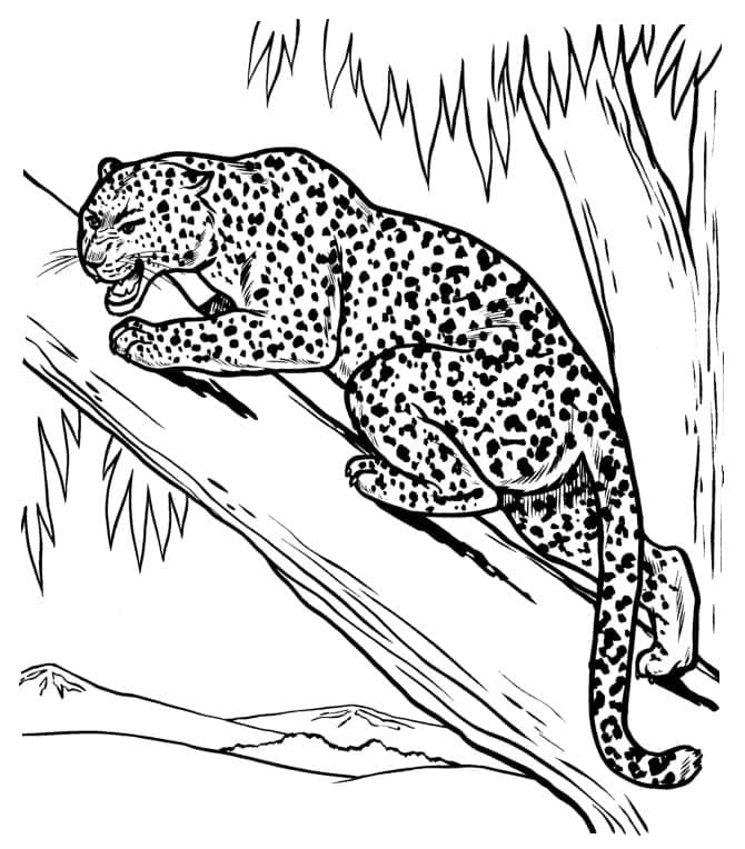 Coloriage Léopard Indien