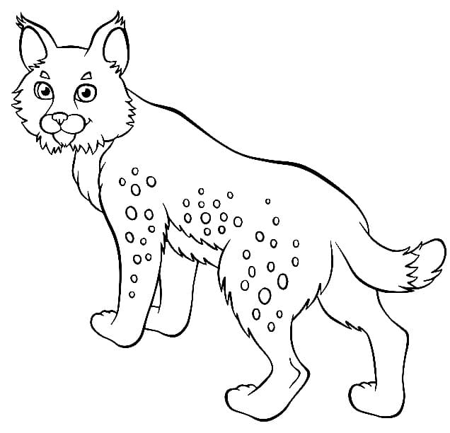 Coloriage Lynx 2