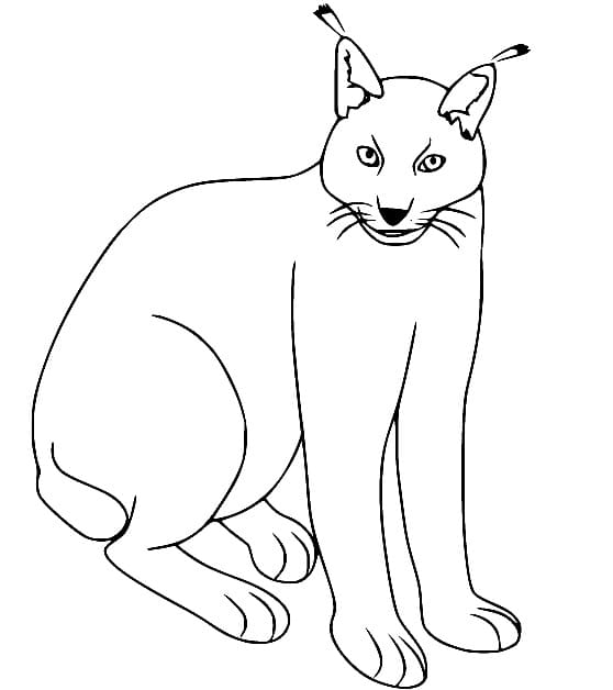 Coloriage Lynx Facile