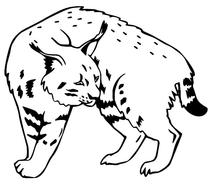 Coloriage Lynx Pour Enfants