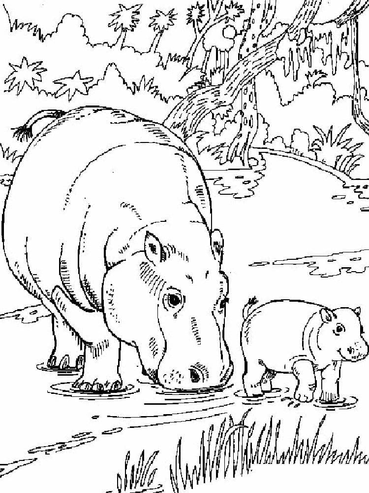 Coloriage Mère et Bébé Hippopotame