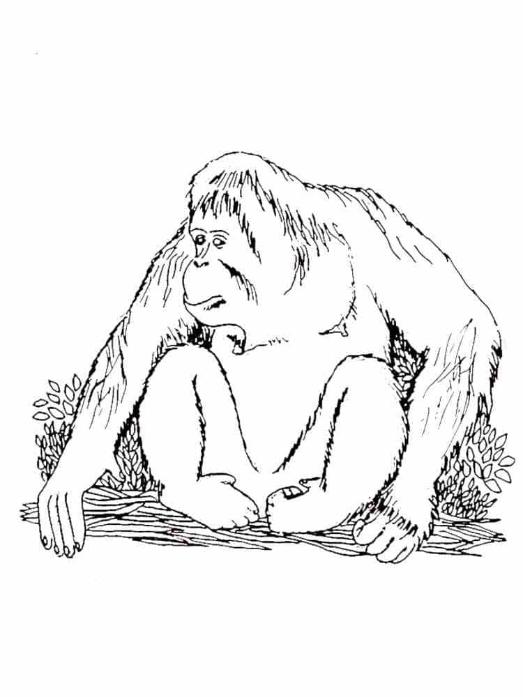 Orang-outan Assis coloring page