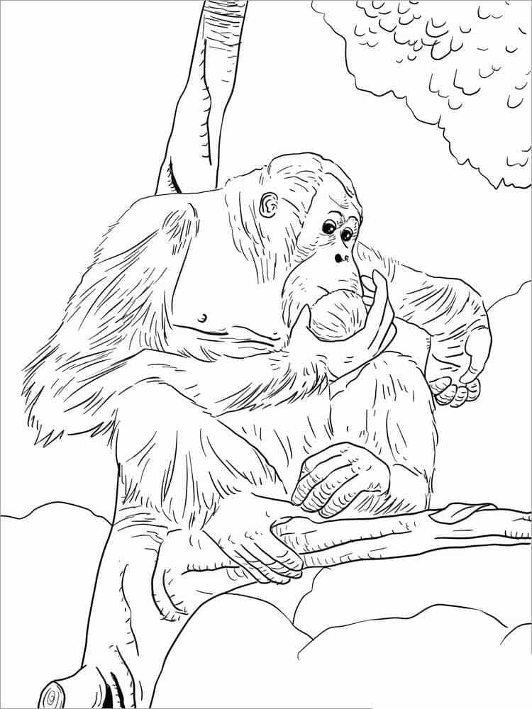 Orang-outan Pour les Enfants coloring page